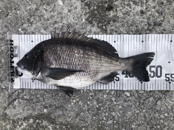 イチノ兄弟、釣果！