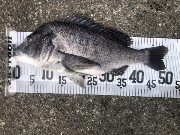 イチノ兄弟、釣果！