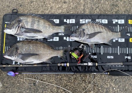 チヌフカセ釣り