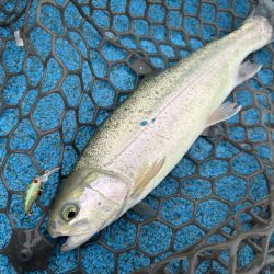 大雨フィッシング