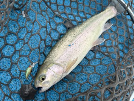 大雨フィッシング