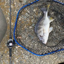 ストレートフック活躍