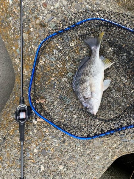 ストレートフック活躍