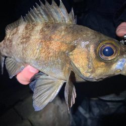 フロートメバリング!