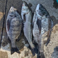 ちぬのノッコミ中！