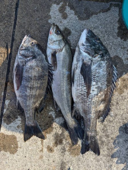 ちぬのノッコミ中！