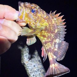 絶好の釣り日和じゃない？