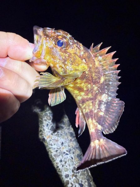 絶好の釣り日和じゃない？