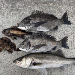 エビ撒き好調でした！