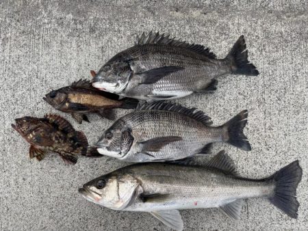 エビ撒き好調でした！