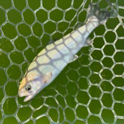 ラストトラウト