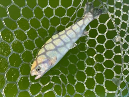 ラストトラウト