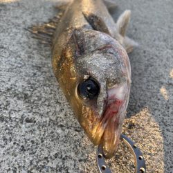 セイゴ活性化中です