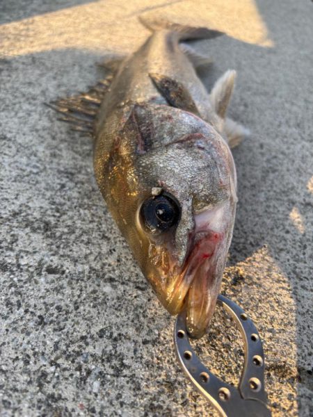 セイゴ活性化中です