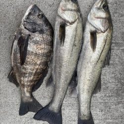 エビ撒き好調です！