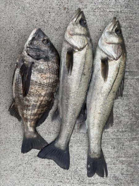 エビ撒き好調です！