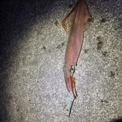 【三方エリア】ヤリイカ探し