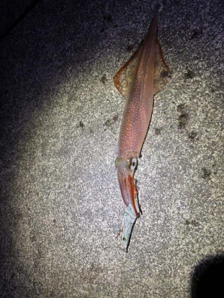 【三方エリア】ヤリイカ探し