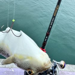 ショウサイフグ/カットウ釣り
