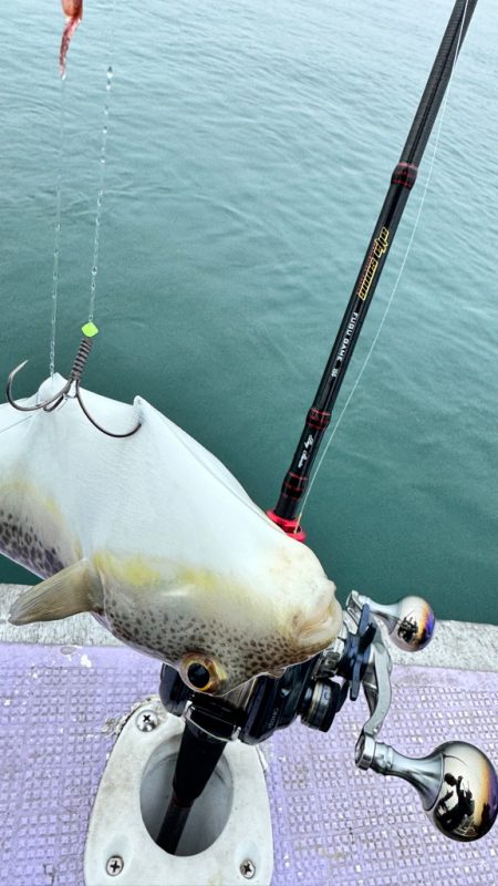 ショウサイフグ/カットウ釣り