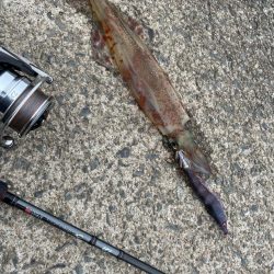 ヤリイカ終盤戦