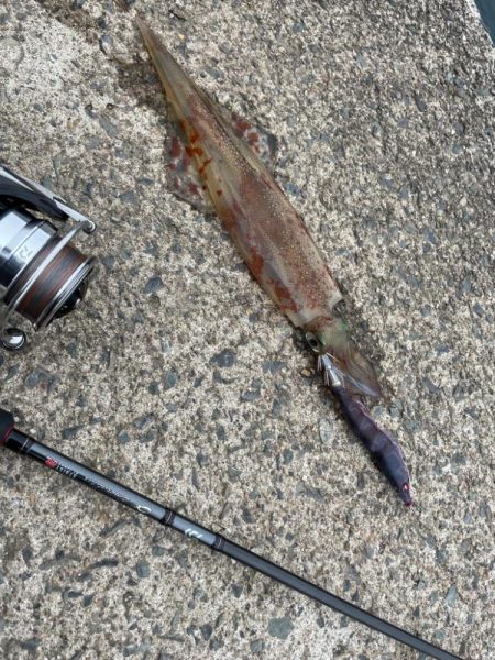 ヤリイカ終盤戦