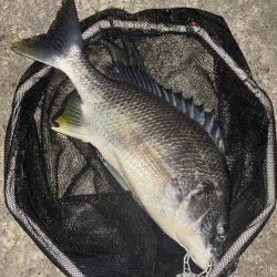 ヘチってきました