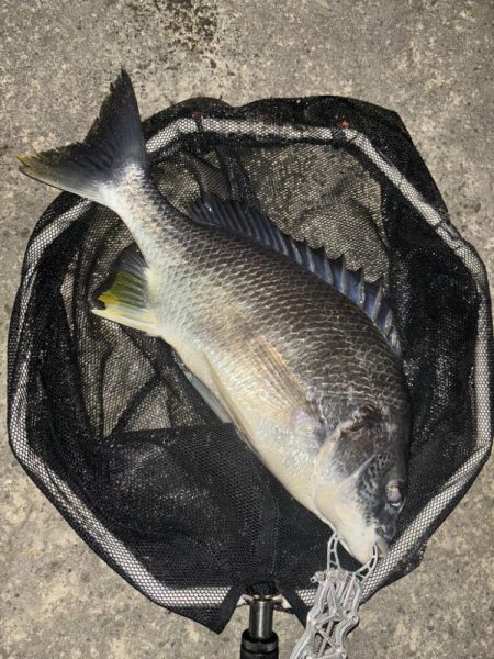 ヘチってきました