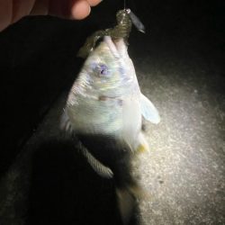 ドブ川チニング