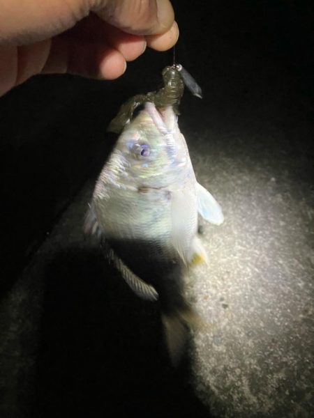 ドブ川チニング