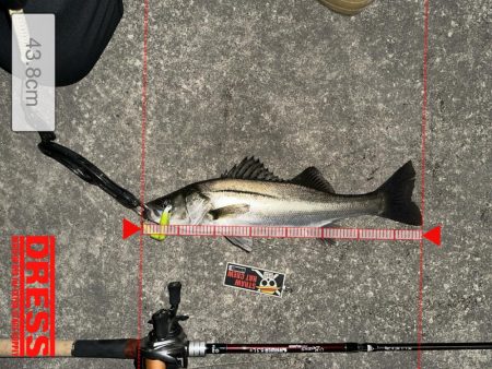 はじめてちゃんとバチ抜けパターンやれた！