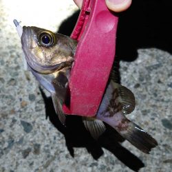 西二見でメバリング