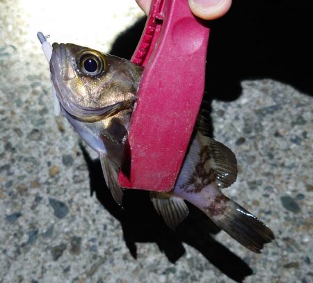 西二見でメバリング