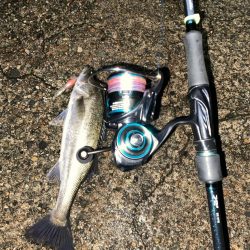 ホタパタでシーバス