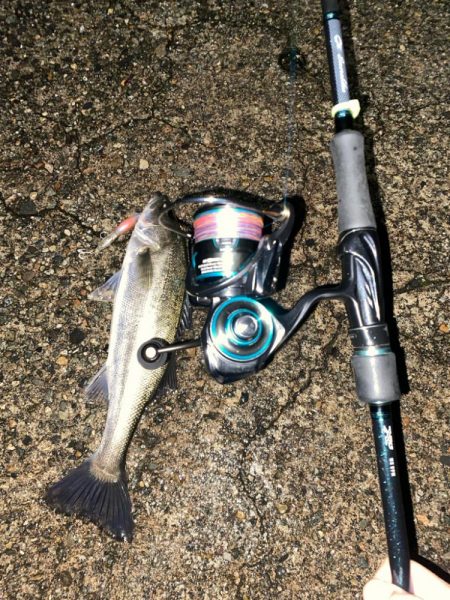 ホタパタでシーバス