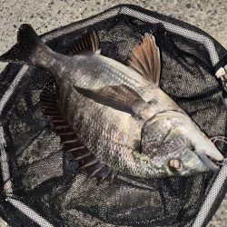 ヘチってきました