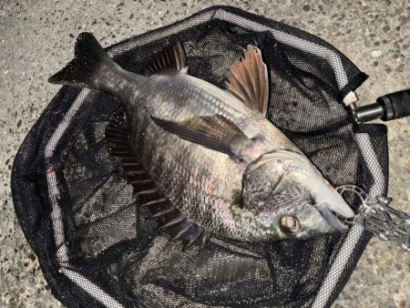 ヘチってきました