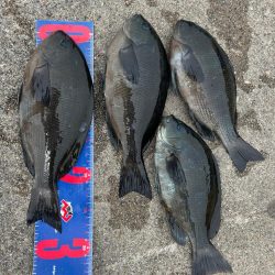 魚津港フカセ釣り