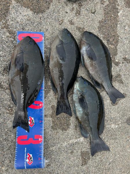 魚津港フカセ釣り