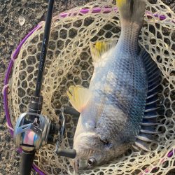 夕まずめチニング!