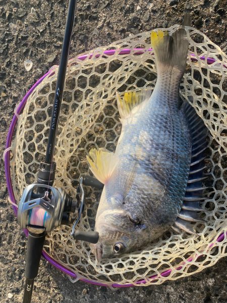 夕まずめチニング！