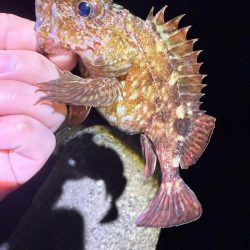 寒い！寒すぎる！