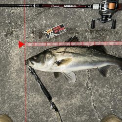 バースデーフィッシュ頂きました!