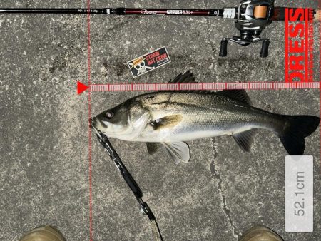 バースデーフィッシュ頂きました!