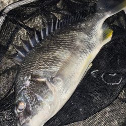 ヘチってきました