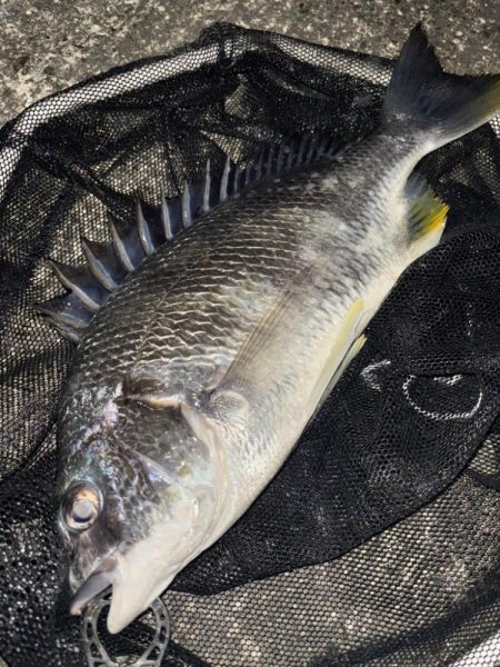 ヘチってきました