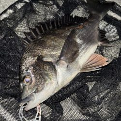 ヘチってきました