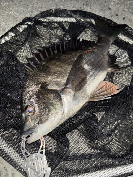 ヘチってきました