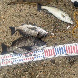 ホタパタで黒鯛、マゴチ