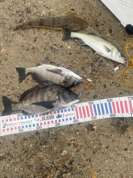 ホタパタで黒鯛、マゴチ